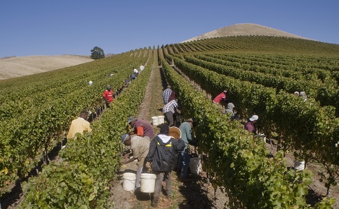 Sauvignon Blanc harvest - resize